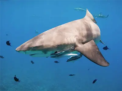 Combo Requins & Raies