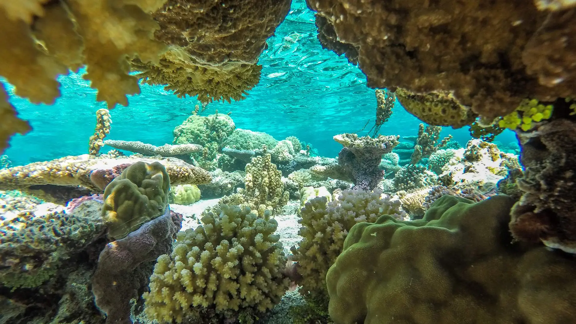 Bora Bora ATV and Manta Ray Snorkeling Combo