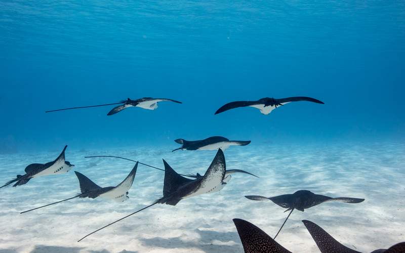 bora-bora-eagle-ray-atv-quad-combo-reef-discovery-tour