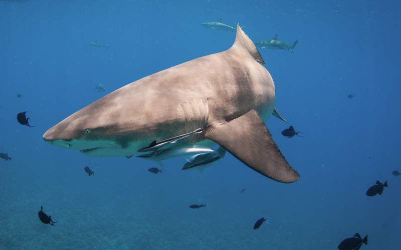 bora-bora-sharks-atv-quad-combo-reef-discovery-tour