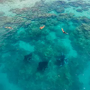 Bora Bora eagle ray