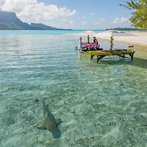 Bora Bora sharks
